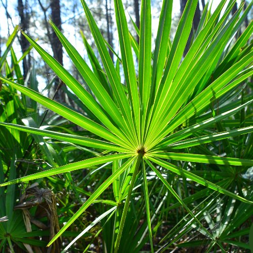 Why Saw Palmetto is Good for Prostate Health