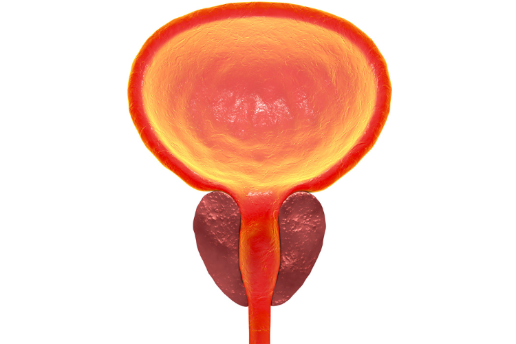 illustration showing a prostate gland