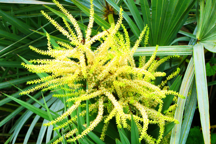 image of saw palmetto plants